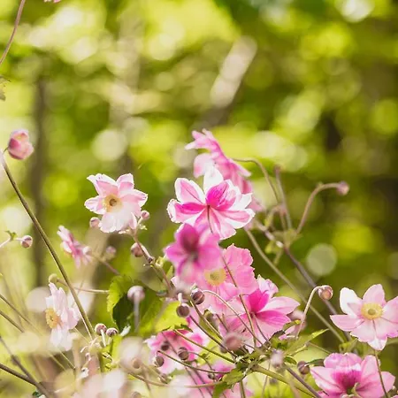 בית הארחה Gaestehaus Waldruh גרלוס